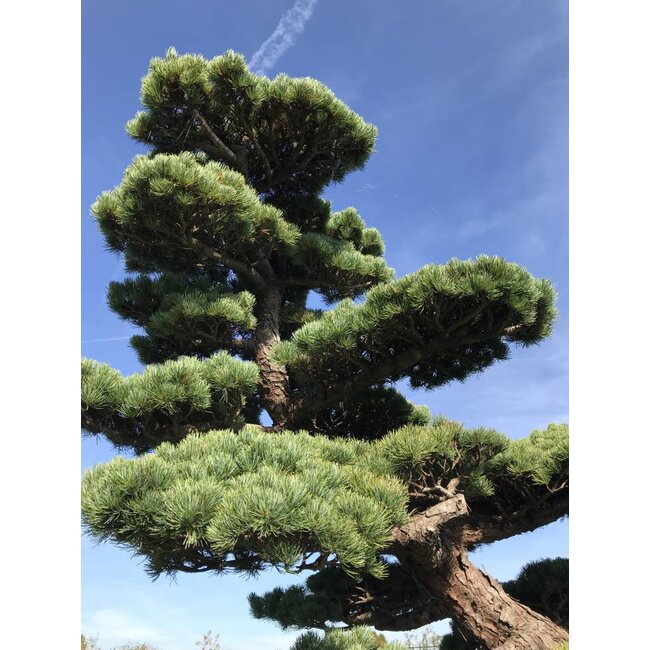 10 Graines De Pin Blanc Du Japon (Pinus Parviflora) - Arbre Bonsaï Ornemental