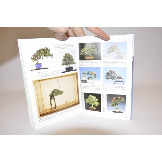 Camelia bonsai handboek