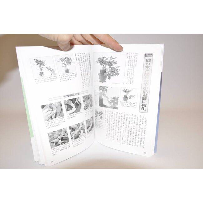 Manual de bonsai camelia