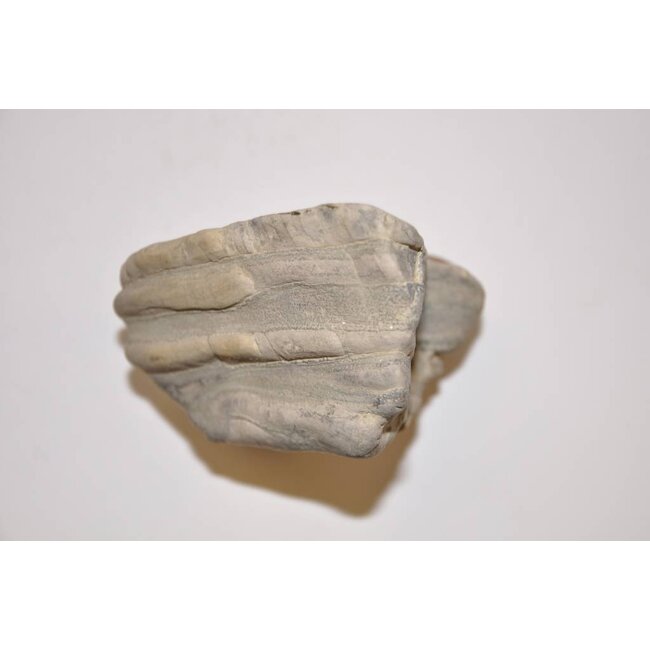 Suiseki, Toraisi, Japan