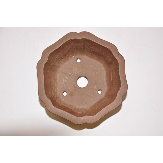 Lotus Shibakatsu-pot