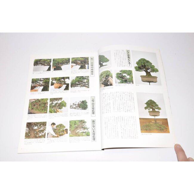 Manuale giapponese di pino bianco - Goyomatsu Zuisho