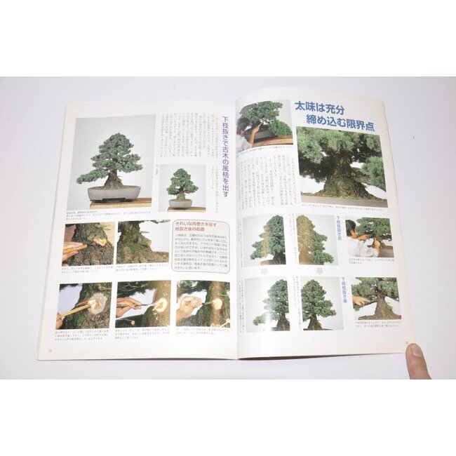 Manuale giapponese di pino bianco - Goyomatsu Zuisho