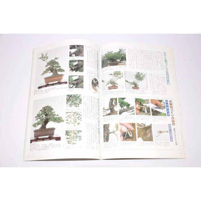 Manuale giapponese di pino bianco - Goyomatsu Zuisho