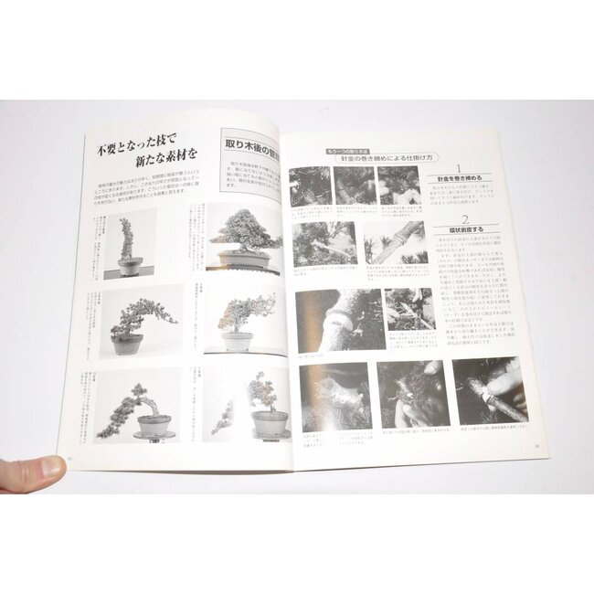 Manuale giapponese di pino bianco - Goyomatsu Zuisho