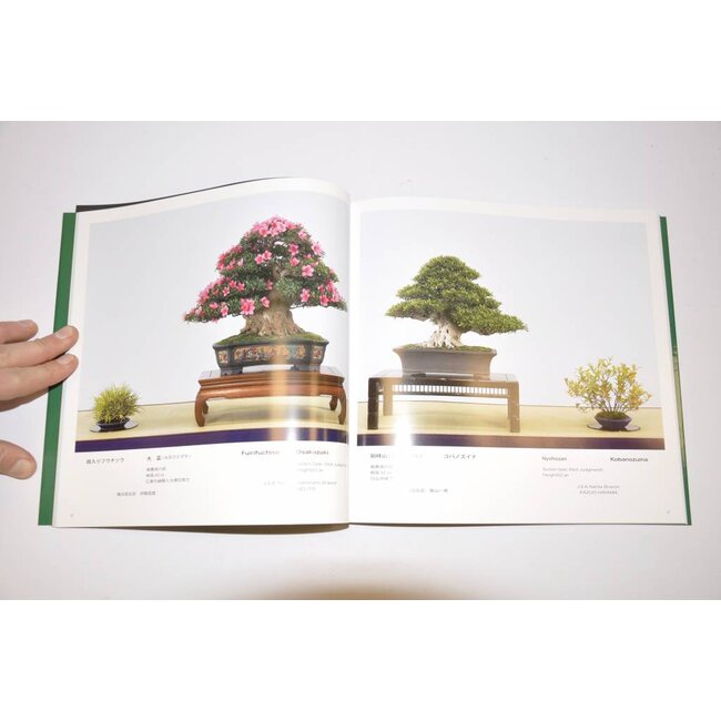 Associazione giapponese Satsuki 2008