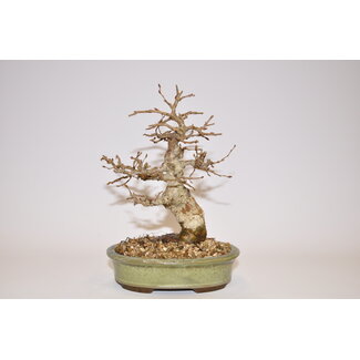 Carpinus Koreana 16 cm