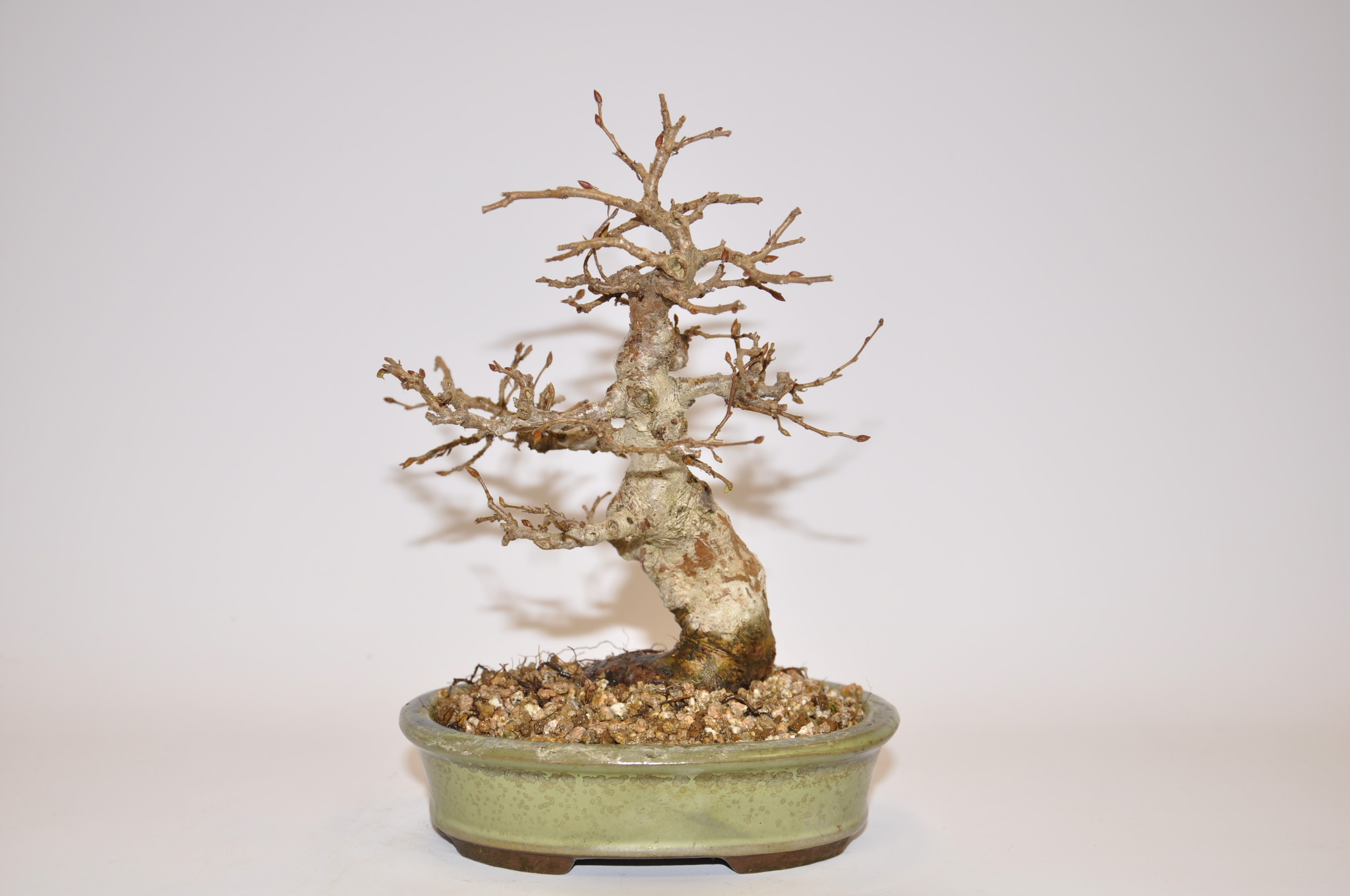 Japanische Aprikose - Bonsai Plaza