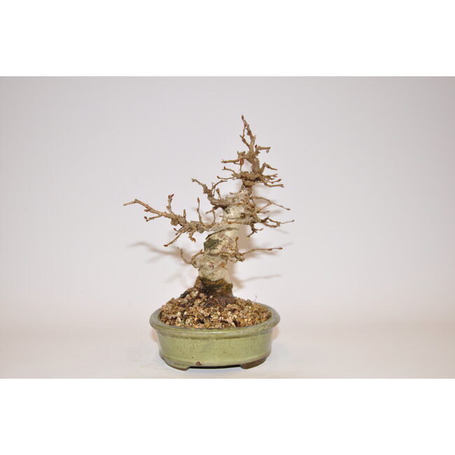 Hornbeam coreano