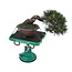 Green-T Mini - Shohin Bonsai-Arbeitstisch Modell S