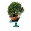 Green-T Mini - Shohin Bonsai-Arbeitstisch Modell S