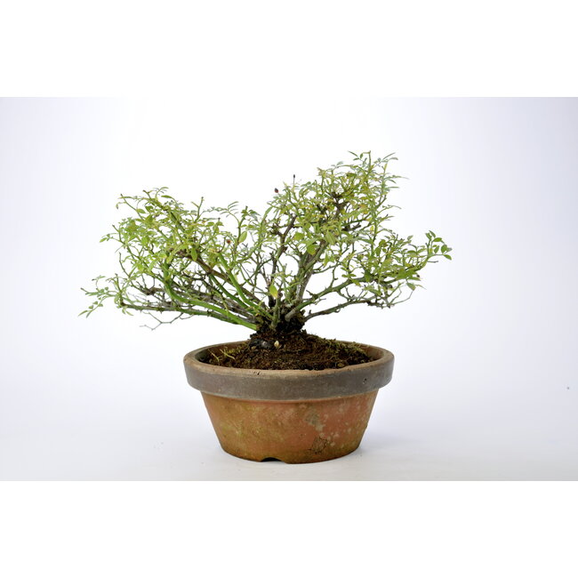 Rose 150 mm, ca. 15 ans