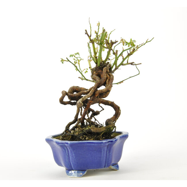 Rosa de Corea 160 mm, ± 10 años