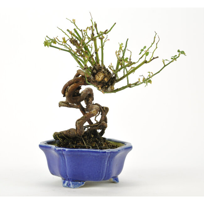 Koreanische Rose 160 mm, ± 10 Jahre alt