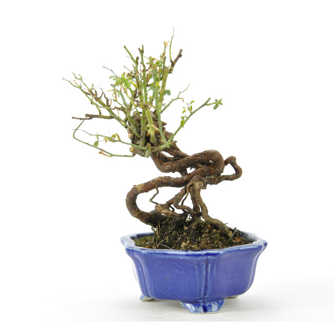 Rosa coreana 160 mm, ± 10 anni