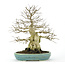 Korean Hornbeam 300 mm, ± 70 years old