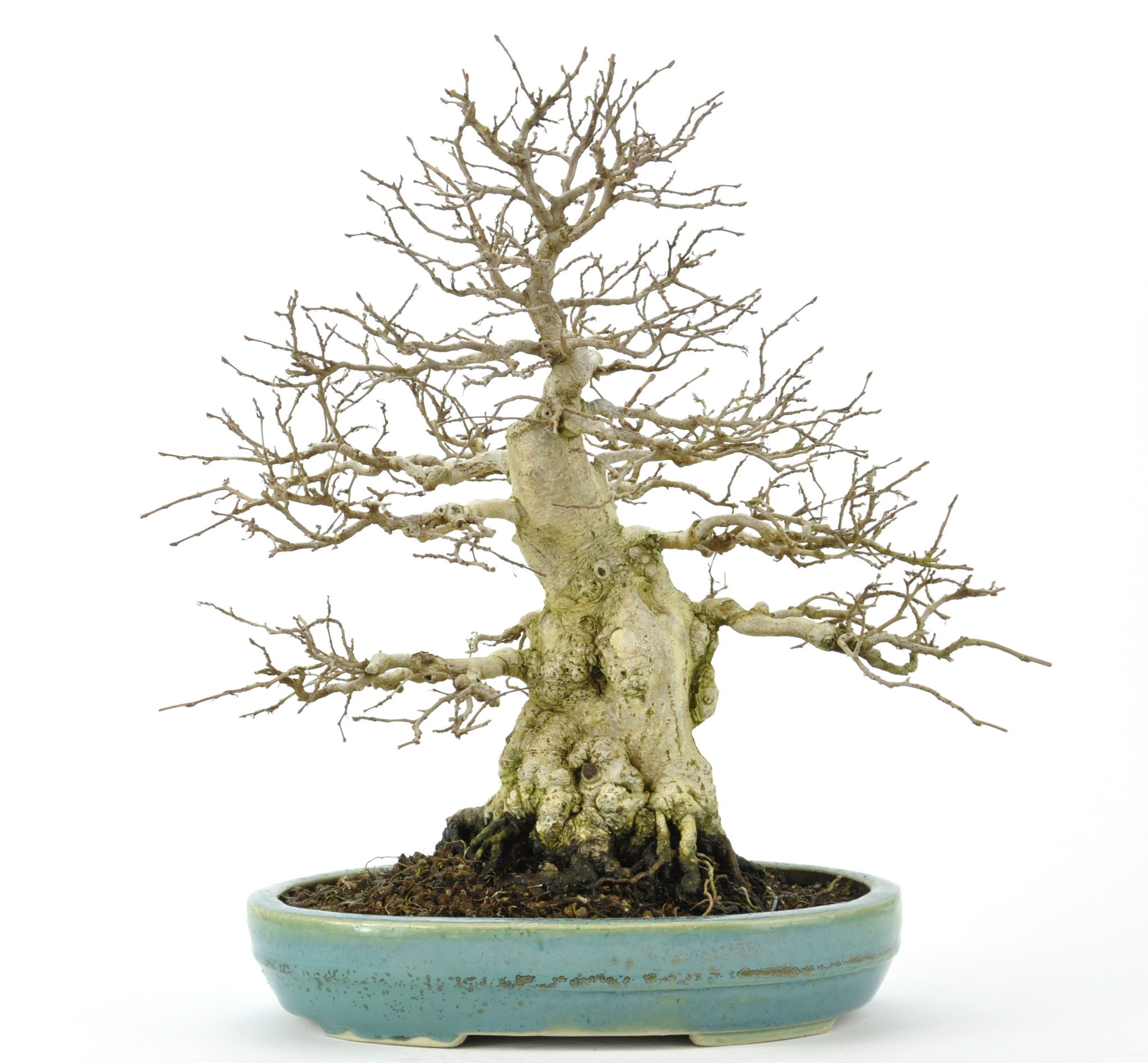 Korean Hornbeam 300 mm, ± 70 years old Bonsai Plaza