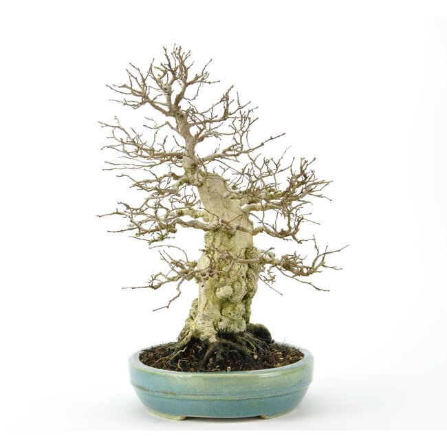 Korean Hornbeam 300 mm, ± 70 years old