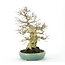 Korean Hornbeam 300 mm, ± 70 years old