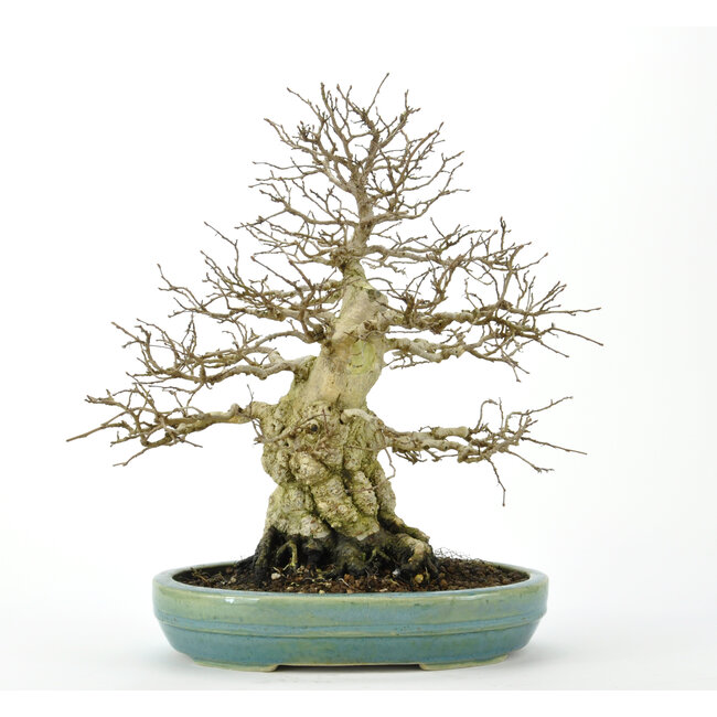 Korean Hornbeam 300 mm, ± 70 years old