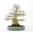 Korean Hornbeam 300 mm, ± 70 years old