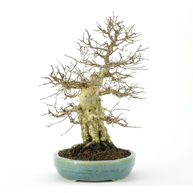 Korean Hornbeam 300 mm, ± 70 years old