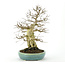 Korean Hornbeam 300 mm, ± 70 years old