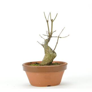 Trident Maple 150 mm, ± 15 anni