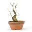 Trident Maple 150 mm, ± 15 anni