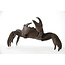 Crabe Tenpai, bronze, 115 mm