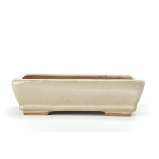 Hattori Tomoyuki 130 mm rectangular creme bonsai pot by Hattori, Tokoname, Japan