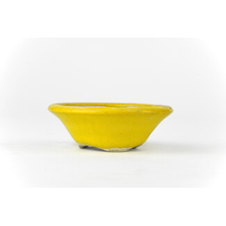 Bikou (Tokio) Vaso per bonsai rotondo giallo da 66 mm di Biko, Tokyo, Giappone