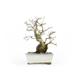 Hornbeam coreano, 20 cm, ± 60 años