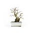 Hornbeam coreano, 20 cm, ± 60 años yamadori, con tronco muy viejo