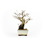 Charme coréen, 20 cm, yamadori ± 60 ans, avec tronc très ancien