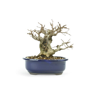 Hornbeam coreano, 16 cm, ± 45 años