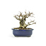 Korean Hornbeam, 16 cm, ± 45 years old Korean Yamadori