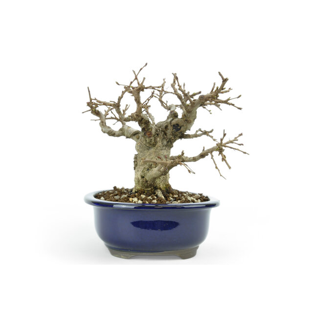 Carpino coreano, 16 cm, ± 45 anni Yamadori coreano
