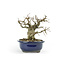 Korean Hornbeam, 16 cm, ± 45 years old Korean Yamadori