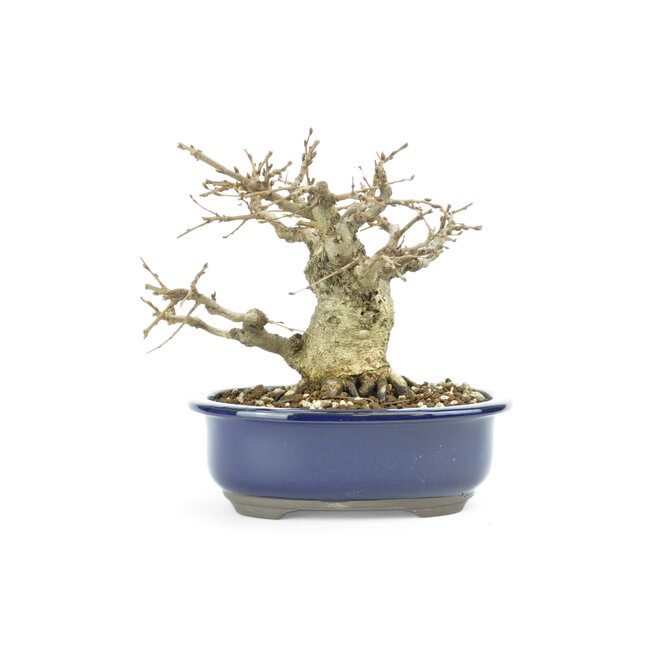Hornbeam coreano, 16 cm, ± 45 años coreano Yamadori