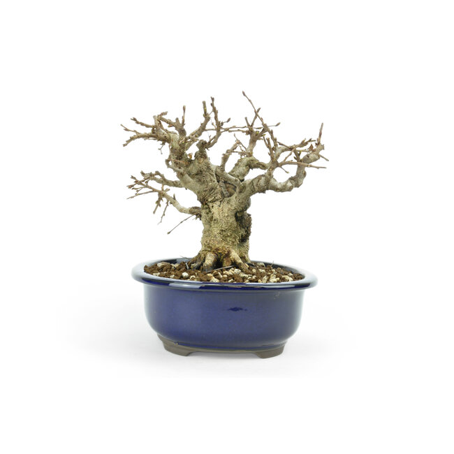 Koreaanse haagbeuk, 16 cm, ± 45 jaar oude Koreaanse Yamadori
