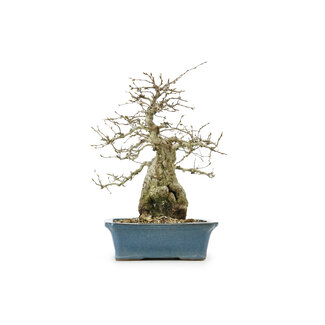 Hornbeam coreano, 32 cm, ± 65 años