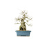 Korean Hornbeam, 32 cm, ± 65 years old yamadori, with extraordinary old trunk