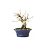 Korean Hornbeam, 11 cm, ± 15 years old