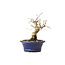 Korean Hornbeam, 11 cm, ± 15 years old