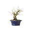 Korean Hornbeam, 11 cm, ± 15 years old