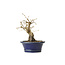 Korean Hornbeam, 11 cm, ± 15 years old