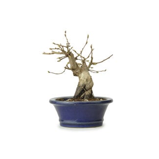 Hornbeam coreano, 11 cm, ± 15 años de edad