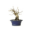 Korean Hornbeam, 11 cm, ± 15 years old