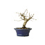 Korean Hornbeam, 11 cm, ± 15 years old